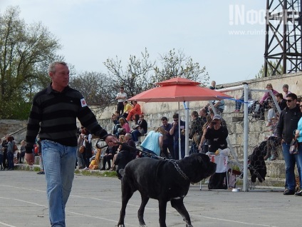 În Sevastopol, o expoziție de câini (foto)