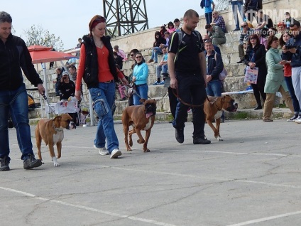 În Sevastopol, o expoziție de câini (foto)