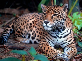 În Taganrog, un jaguar a fost împușcat și atacat de un angajat al grădinii zoologice