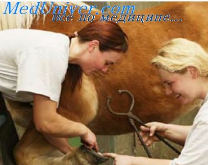 Tratamentul chirurgical al unei plăgi în medicina veterinară