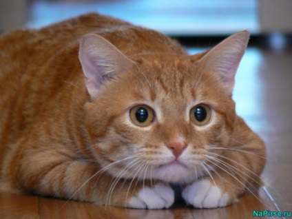 Este bine să ai o pisică roșie la domiciliu o pisică roșie un semn de fericire, un record de igor blihnik,