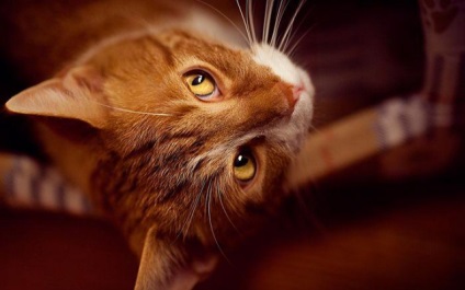 Ez jó, hogy van egy ház vörös macska vörös macska jele boldogság, felvétel Igor blignik, wal