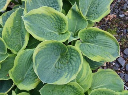 Hosta - plantare și îngrijire, caracteristici ale gazdei de cultivare în grădină, plante de interior, grădină