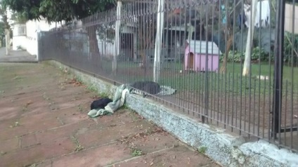 Hostessul a înghețat când și-a dat seama de ce câinele ei a adus pătură pe gard