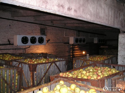 Depozitarea condițiilor de mere, termenii și metodele de procesare