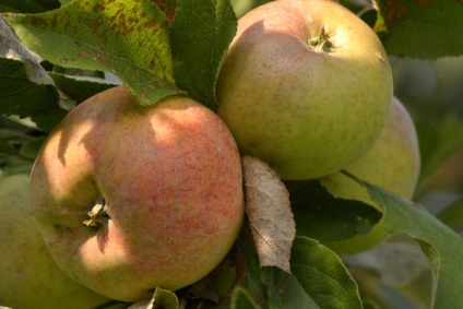 Pomi de arbori de soiuri târzii