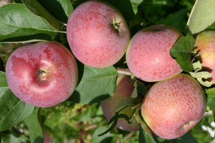 Pomi de arbori de soiuri târzii