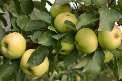 Pomi de arbori de soiuri târzii