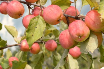 Pomi de arbori de soiuri târzii