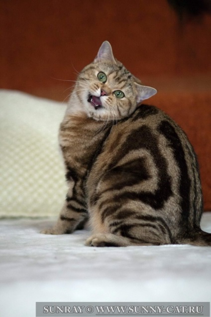 Limbă și dinți de pisică - articole despre pisici, rațe de soare - catelus de pisici britanice
