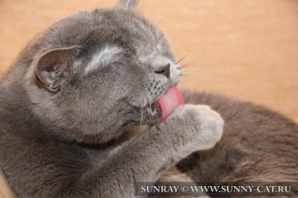 Limbă și dinți de pisică - articole despre pisici, rațe de soare - catelus de pisici britanice