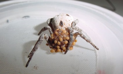 Miért pókok esznek anyjuktól