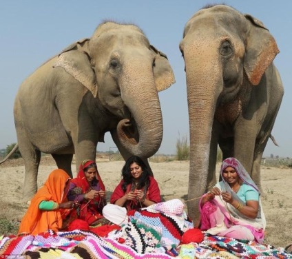 De ce s-au îmbrăcat elefanții în India