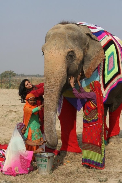 De ce s-au îmbrăcat elefanții în India