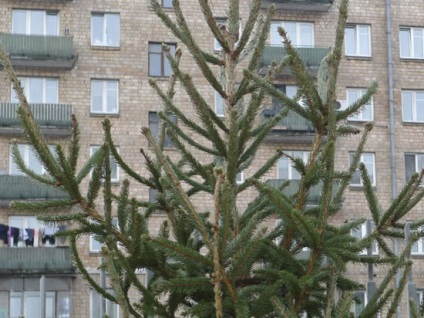 Pentru copacul tăiat ilegal, amenda poate ajunge la 5 mii de ruble - regiunea Moscovei