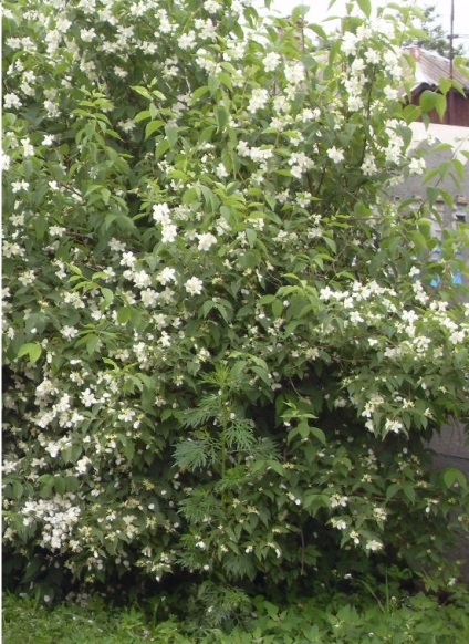 A virágok illata hatására aromákat én virágágyás