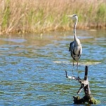 Reserve Ropotamo, Bulgária szuper!