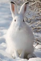 Pentru un iepure fără câine - vânătoare și pescuit în Siberia