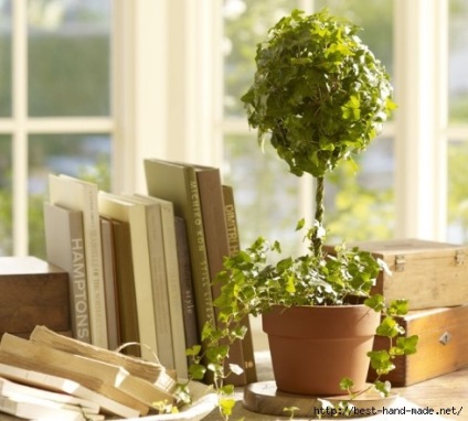 Green topiary pentru acasă - idei, cursuri de masterat
