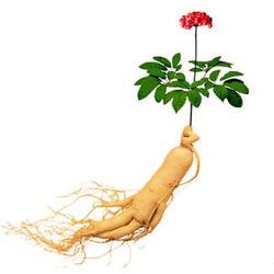 Ginseng proprietăți utile și contraindicații pentru femei și bărbați, în cazul în care Rusia este în creștere Foto