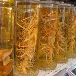 Ginseng proprietăți utile și contraindicații pentru femei și bărbați, în cazul în care Rusia este în creștere Foto