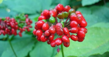 Ginseng proprietăți utile și contraindicații pentru femei și bărbați, în cazul în care Rusia este în creștere Foto