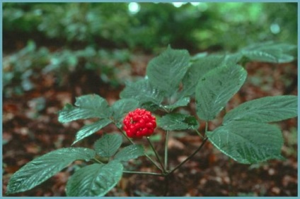 Ginseng proprietăți utile și contraindicații pentru femei și bărbați, în cazul în care Rusia este în creștere Foto