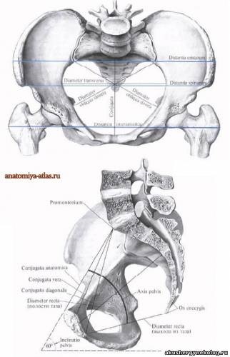 Pana de femeie din punct de vedere obstetrician - anatomie - diagnostice ginecologie obstetrică