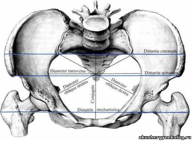 Pana de femeie din punct de vedere obstetrician - anatomie - diagnostice ginecologie obstetrică