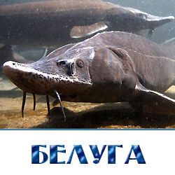 Pește viu - pește angro în regiunea Moscovei și districtul Istrinsky - compania 