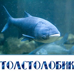 Pește viu - pește angro în regiunea Moscovei și districtul Istrinsky - compania 