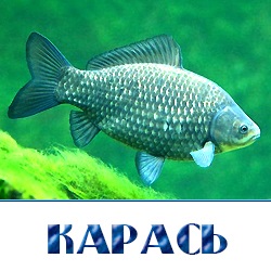 Élő hal - nagykereskedelmi hal a moszkvai régió és Istrinsky kerület - a cég 