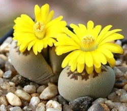 Living pietre flori de îngrijire