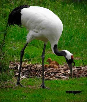 Macarale, zbor de macarale, pasari de macarale, animale