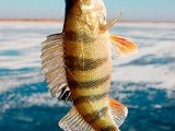 Pescuitul de pescuit de iarnă pe balancer - abordarea și tehnica de prindere