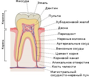 Numerotarea dintilor