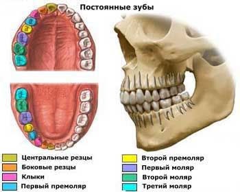 номериране на човека зъби