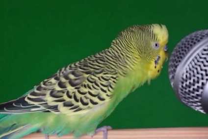 Sunetele de papagali ondulari asculta si recunoaste sensul lor