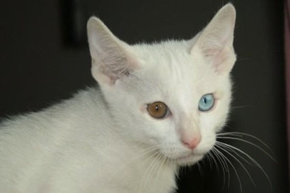 10 Cele mai rare și mai scumpe rase de pisici