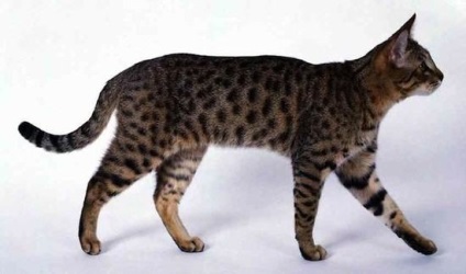 10 Cele mai rare și mai scumpe rase de pisici