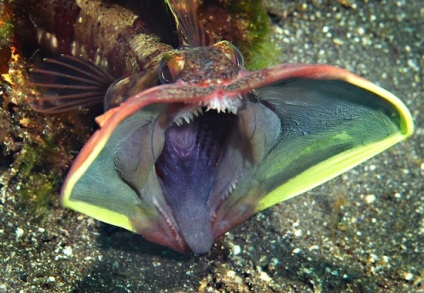 10 A legkülönösebb tengeri teremtmények - tény