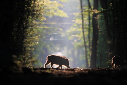 10 sfaturi pentru obținerea unor fotografii extraordinare de animale sălbatice