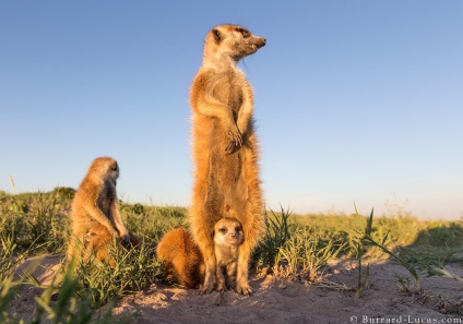 10 sfaturi pentru obținerea unor fotografii extraordinare de animale sălbatice