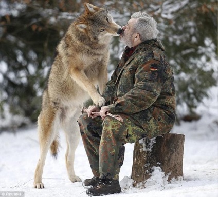 79 de ani, germanul verner freund, a devenit liderul pachetului de lupi 15 fotografii