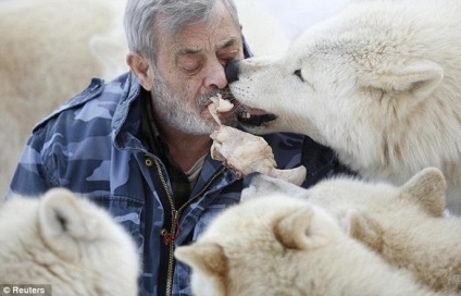 79 de ani, germanul verner freund, a devenit liderul pachetului de lupi 15 fotografii