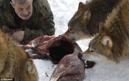 79 de ani, germanul verner freund, a devenit liderul pachetului de lupi 15 fotografii