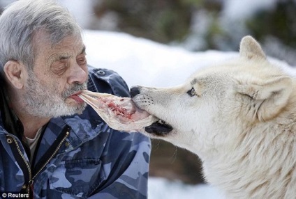 79 de ani, germanul verner freund, a devenit liderul pachetului de lupi 15 fotografii