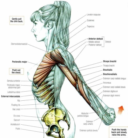 7 Segmente de carapace musculare sau ceea ce nu stim despre spasmele musculare