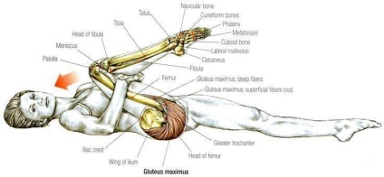 7 Segmente de carapace musculare sau ceea ce nu stim despre spasmele musculare