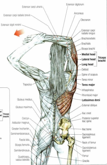 7 Segmente de carapace musculare sau ceea ce nu stim despre spasmele musculare